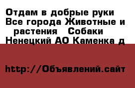 Отдам в добрые руки  - Все города Животные и растения » Собаки   . Ненецкий АО,Каменка д.